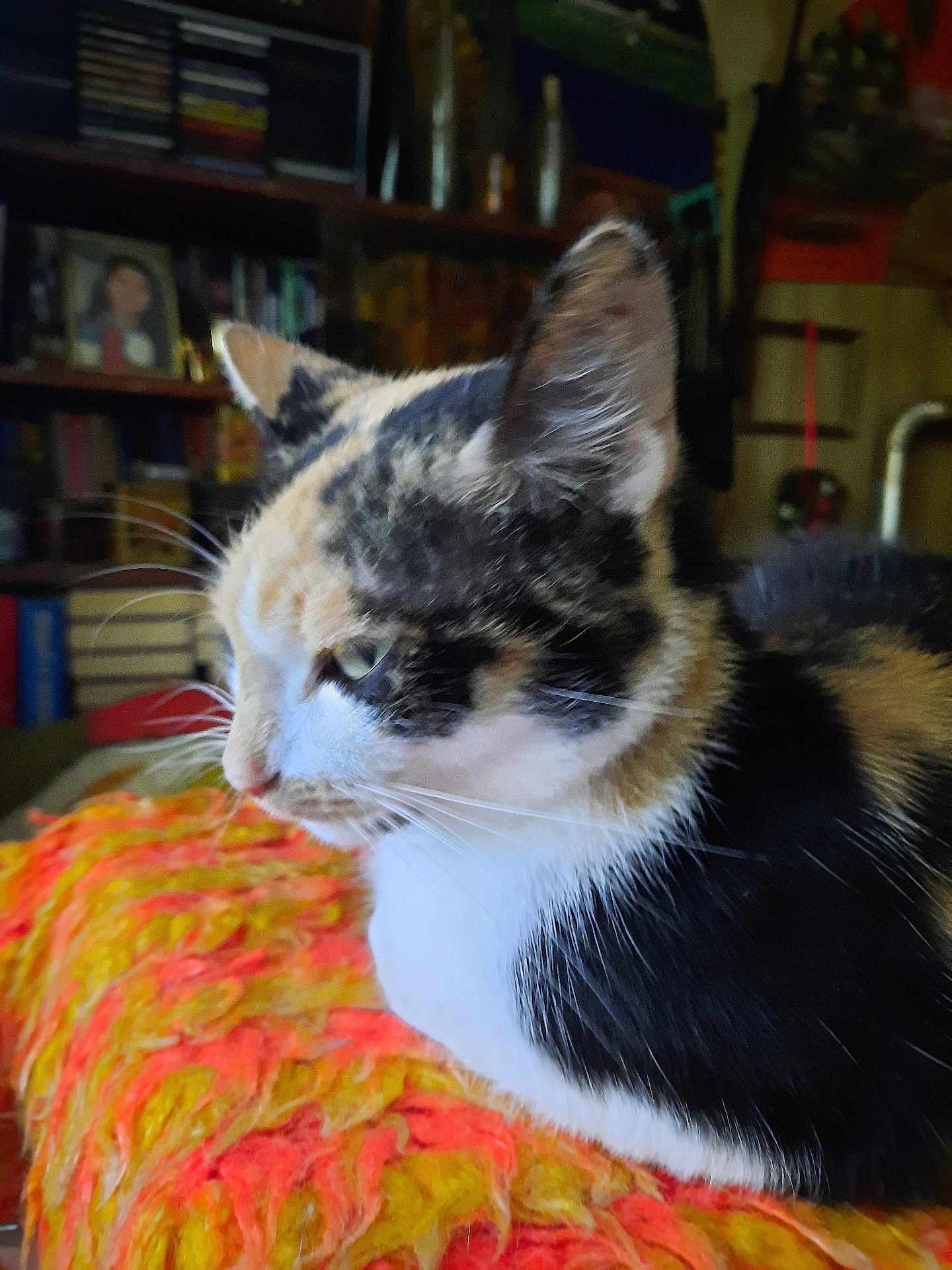 Cifra participe au concours pour gagner de l'argent avec cette photo : cat, calico, close_up, feline, pet, indoor, resting, blanket, orange, yellow, fur, whiskers, ear, side_view, cozy, bookshelf, home, blurred_background, animal, soft