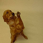 Maple is registered to the contest to win money with this photo: dog, golden_retriever, raised_paw, sitting, portrait, studio_background, plain_background, fur, brown_fur, looking_up, paws, canine, pet, indoor, vintage_tone, film_grain, grainy, expressive, whimsical, studio_photography