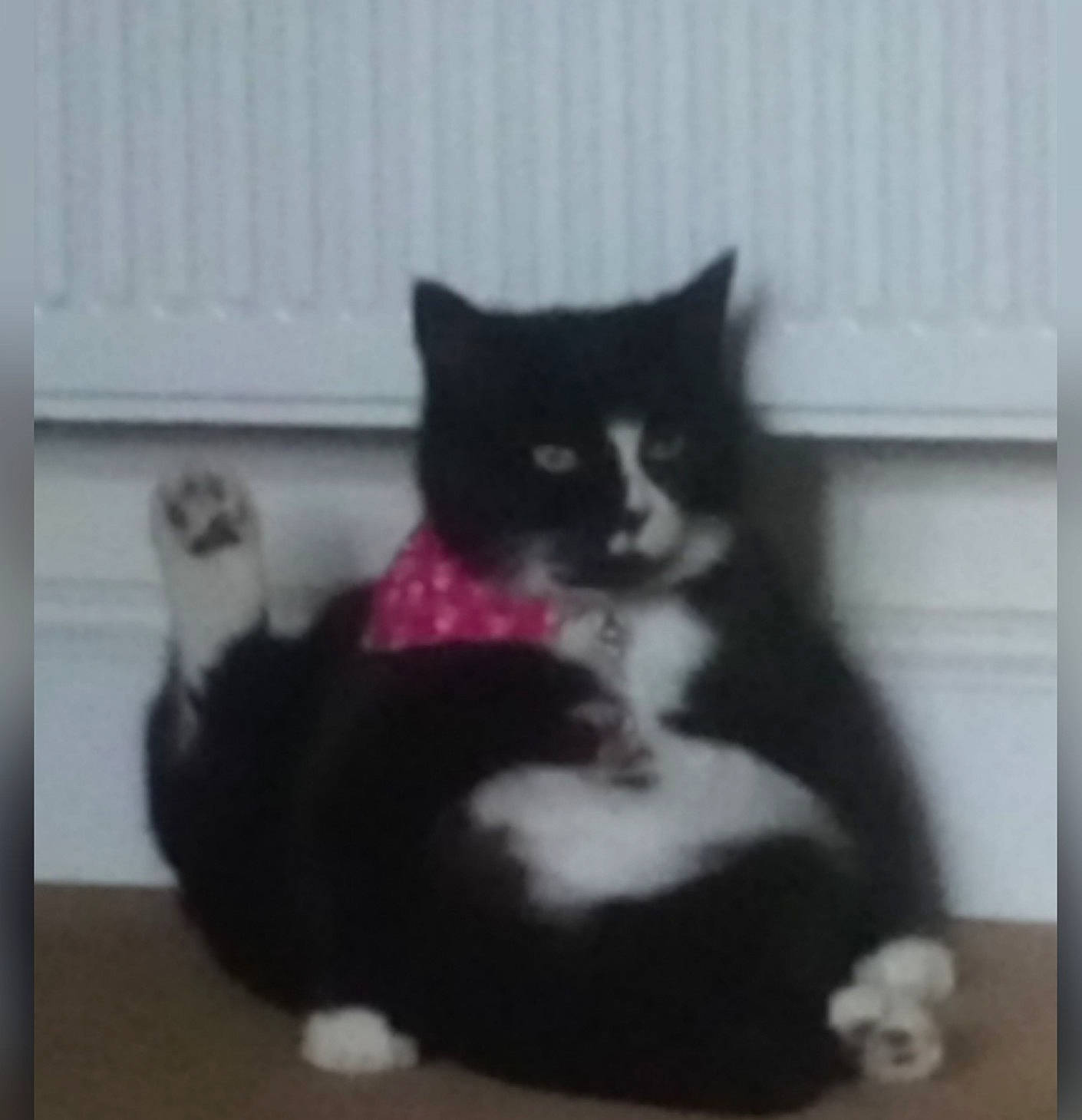 Brooke joined the competition — help win amazing prizes! black_cat, carnivore, cat, cat_furniture, cat_supply, claw, comfort, domestic_short_haired_cat, felidae, fur, grey, paw, pet_supply, sitting, small_to_medium_sized_cats, snout, tail, terrestrial_animal, whiskers, window