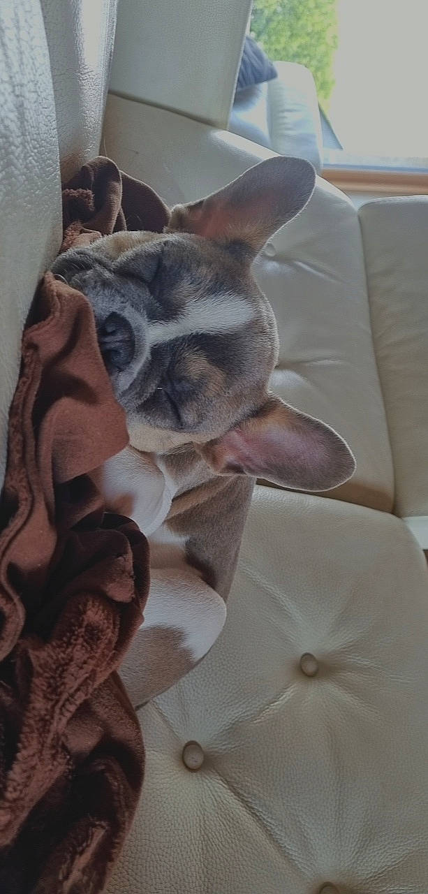 Haribo participe au concours pour gagner de l'argent avec cette photo : bag, carnivore, cat, comfort, companion_dog, couch, dog_breed, eye, fawn, fedora, felidae, grey, hat, linens, luggage_and_bags, small_to_medium_sized_cats, snout, tail, textile, whiskers