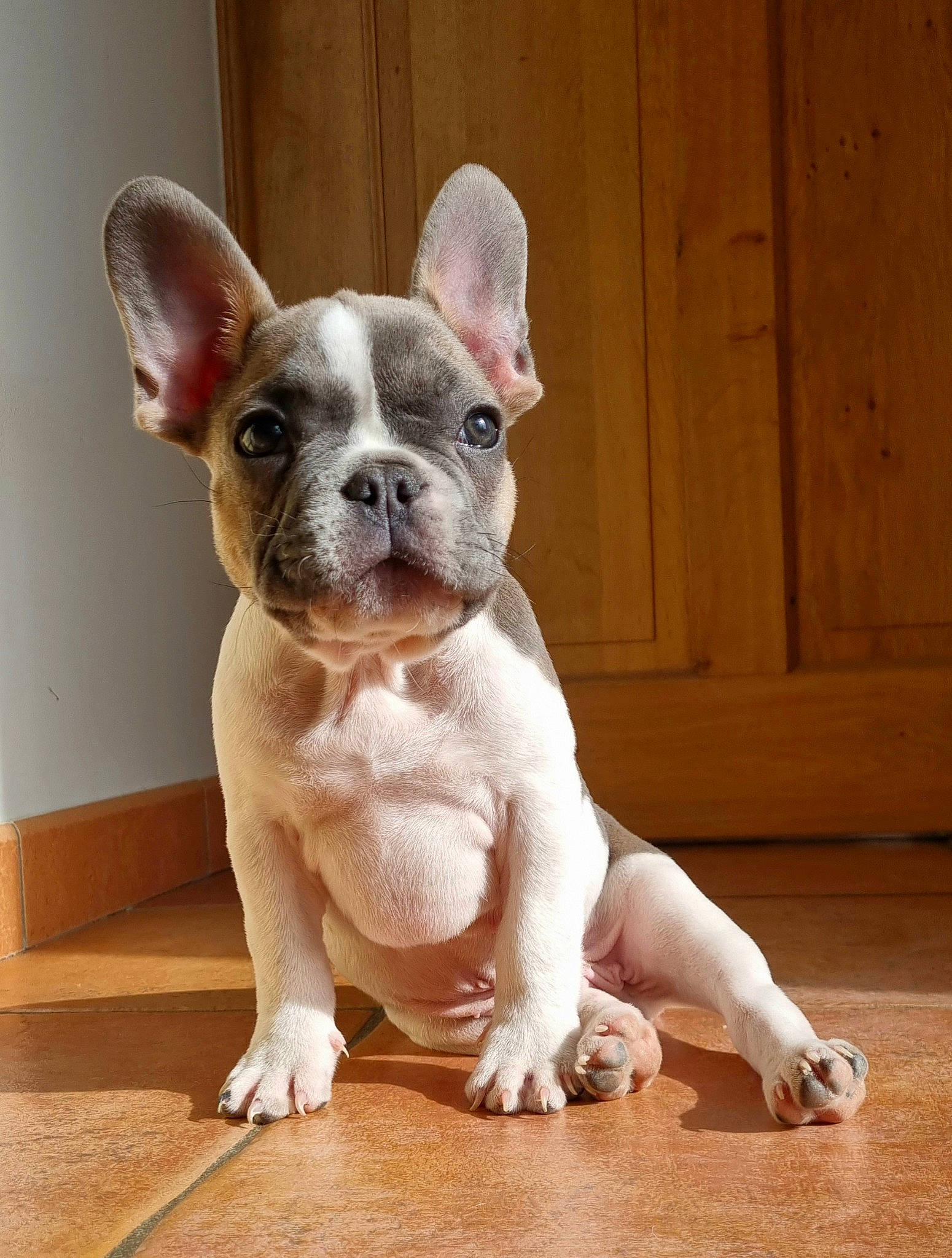 Haribo participe au concours pour gagner de l'argent avec cette photo : boston_terrier, bulldog, canidae, carnivore, companion_dog, curious, dog, dog_breed, ear, fawn, flooring, fur, hardwood, snout, sporting_group, terrestrial_animal, toy_dog, whiskers, wood, working_animal