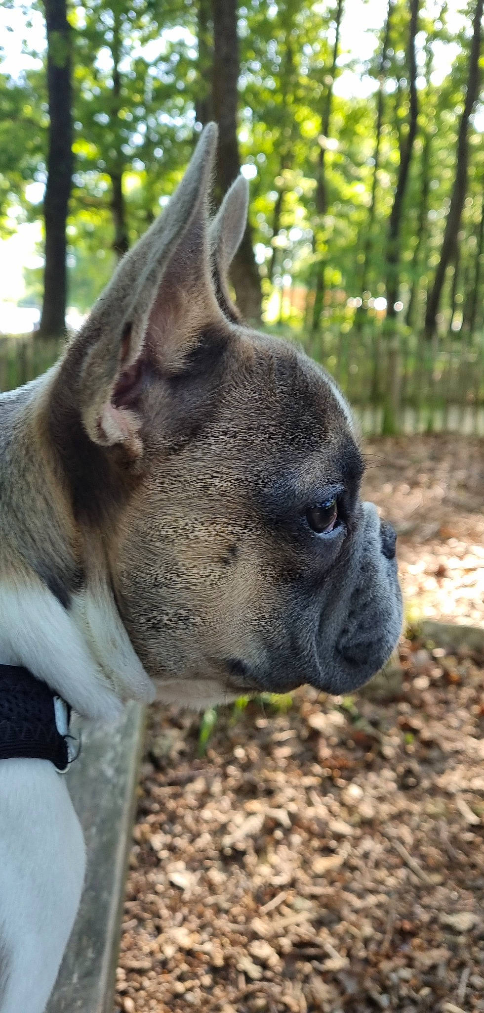 Haribo participe au concours pour gagner de l'argent avec cette photo : canidae, carmine, carnivore, collar, companion_dog, dog, dog_breed, dog_collar, ear, fawn, grass, plant, pug, snout, sporting_group, terrestrial_animal, tree, whiskers, working_animal, wrinkle