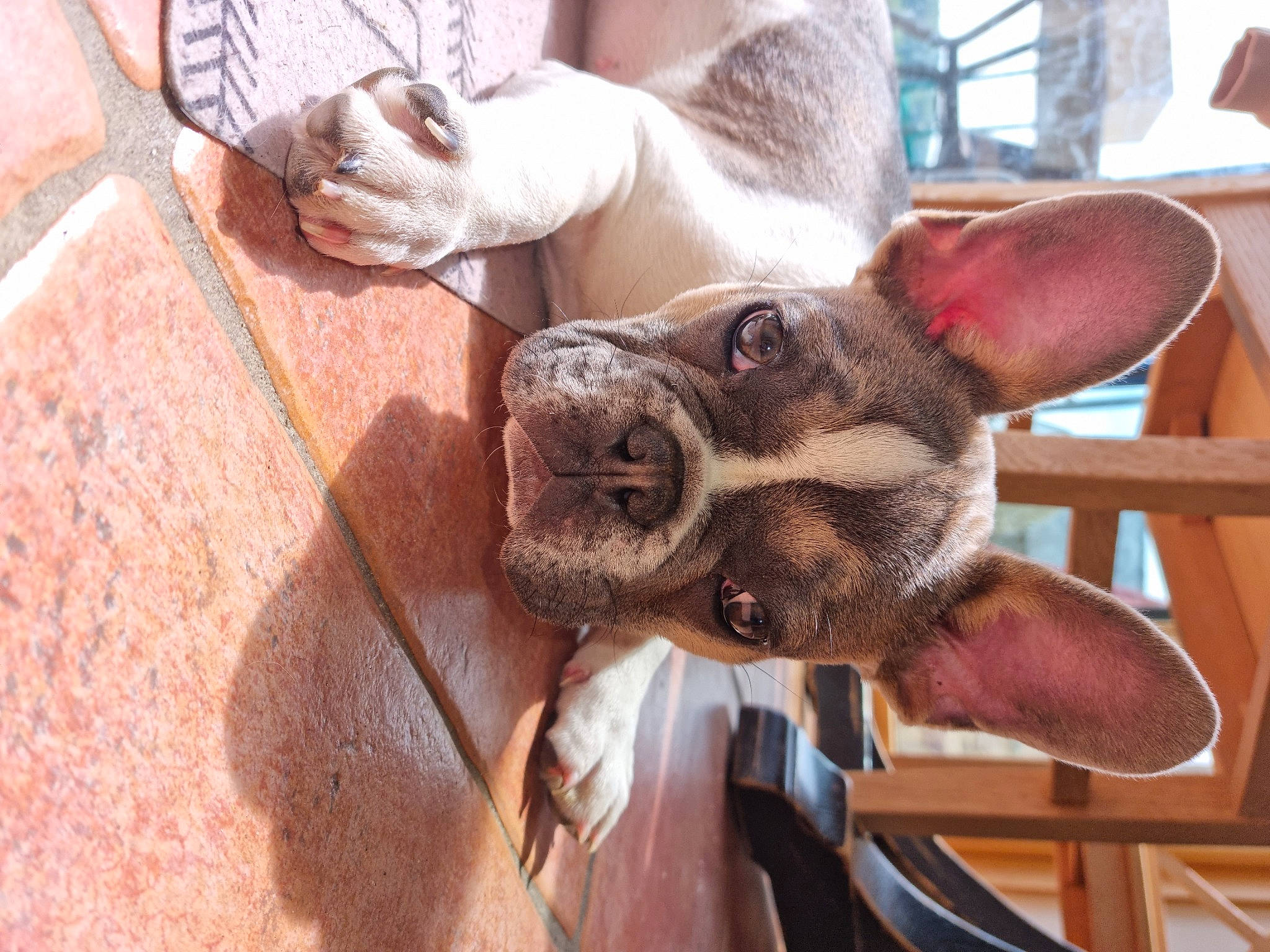 Haribo participe au concours pour gagner de l'argent avec cette photo : canidae, carnivore, collar, comfort, companion_dog, dog, dog_breed, dog_collar, ear, eyewear, fawn, fur, liver, mammal, snout, sporting_group, toy_dog, whiskers, wood, working_animal