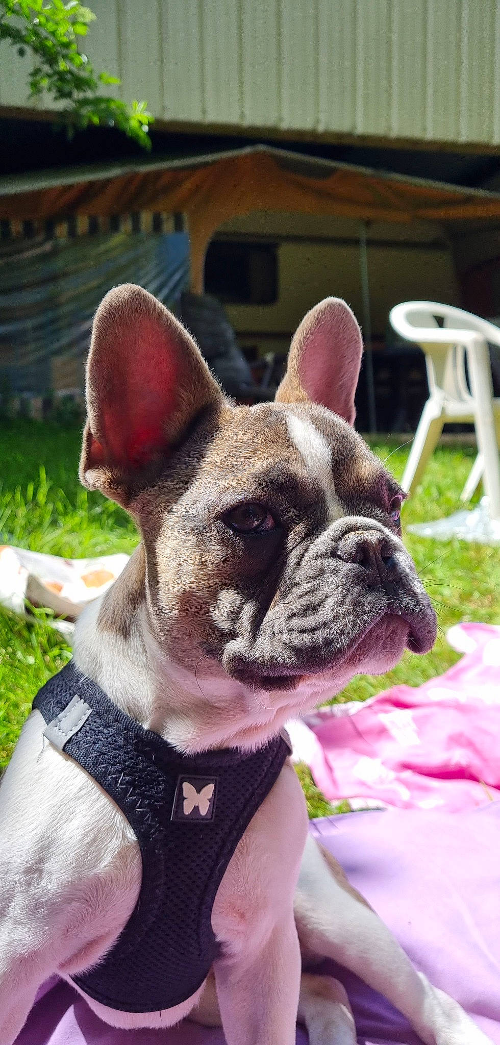 Haribo a rejoint le concours — aidez-le/la à gagner de superbes lots ! bulldog, carnivore, chair, collar, companion_dog, dog, dog_breed, dog_collar, ear, fawn, grass, head, pink, plant, snout, sporting_group, toy_dog, whiskers, working_animal, wrinkle