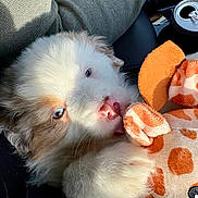 Arya participe au concours pour gagner de l'argent avec cette photo : puppy, dog, blue_eyes, fluffy, cuddling, toy, giraffe_toy, plush, sunlight, pink_nose, cute, pet, animal, close_up, soft, adorable, mammal, indoor, comfort, relaxing