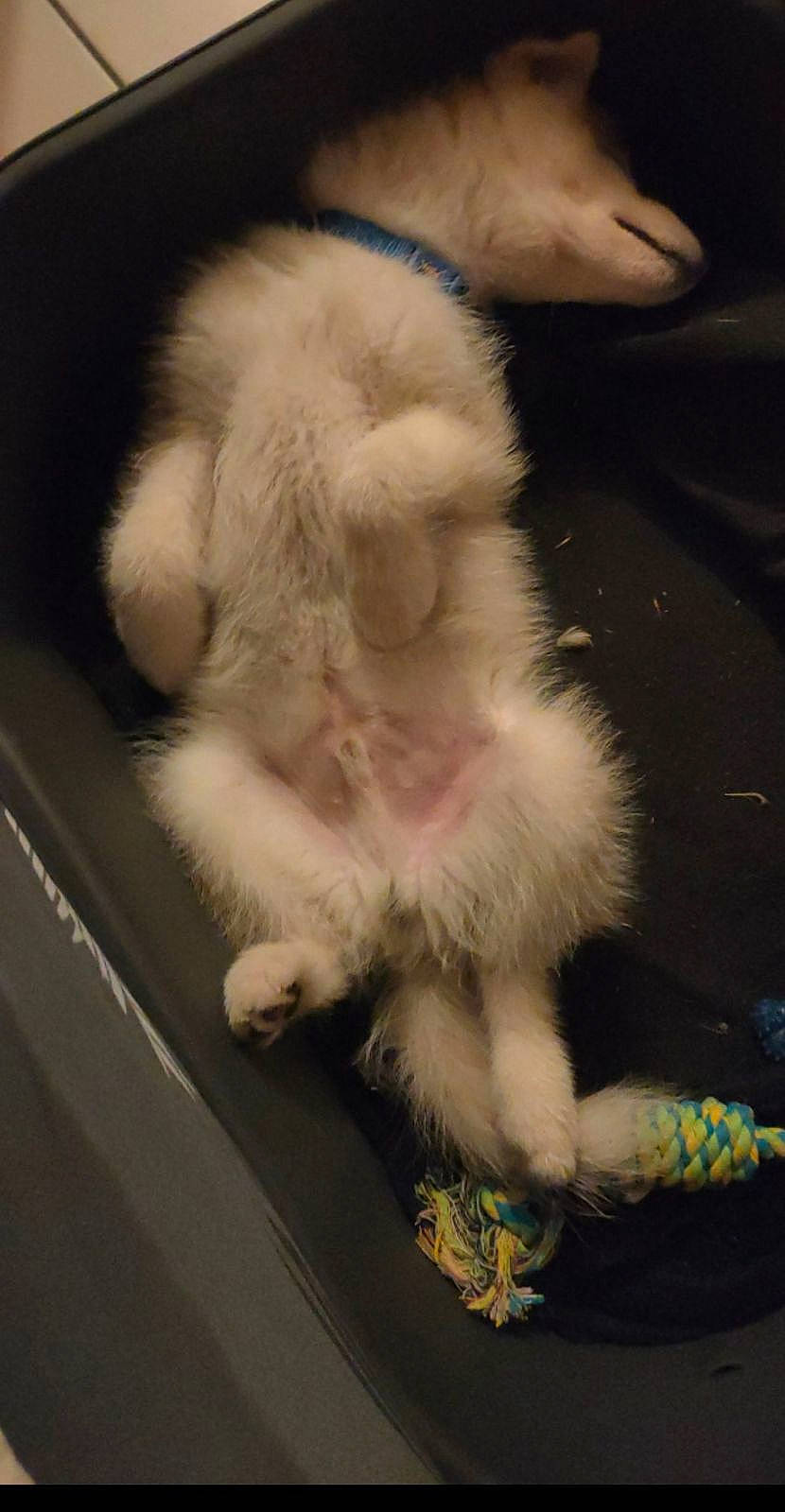 Hadès a rejoint le concours — aidez-le/la à gagner de superbes lots ! canidae, carnivore, cat, claw, companion_dog, dog_breed, fawn, felidae, foot, fur, paw, small_to_medium_sized_cats, sporting_group, tail, toy_dog, whiskers