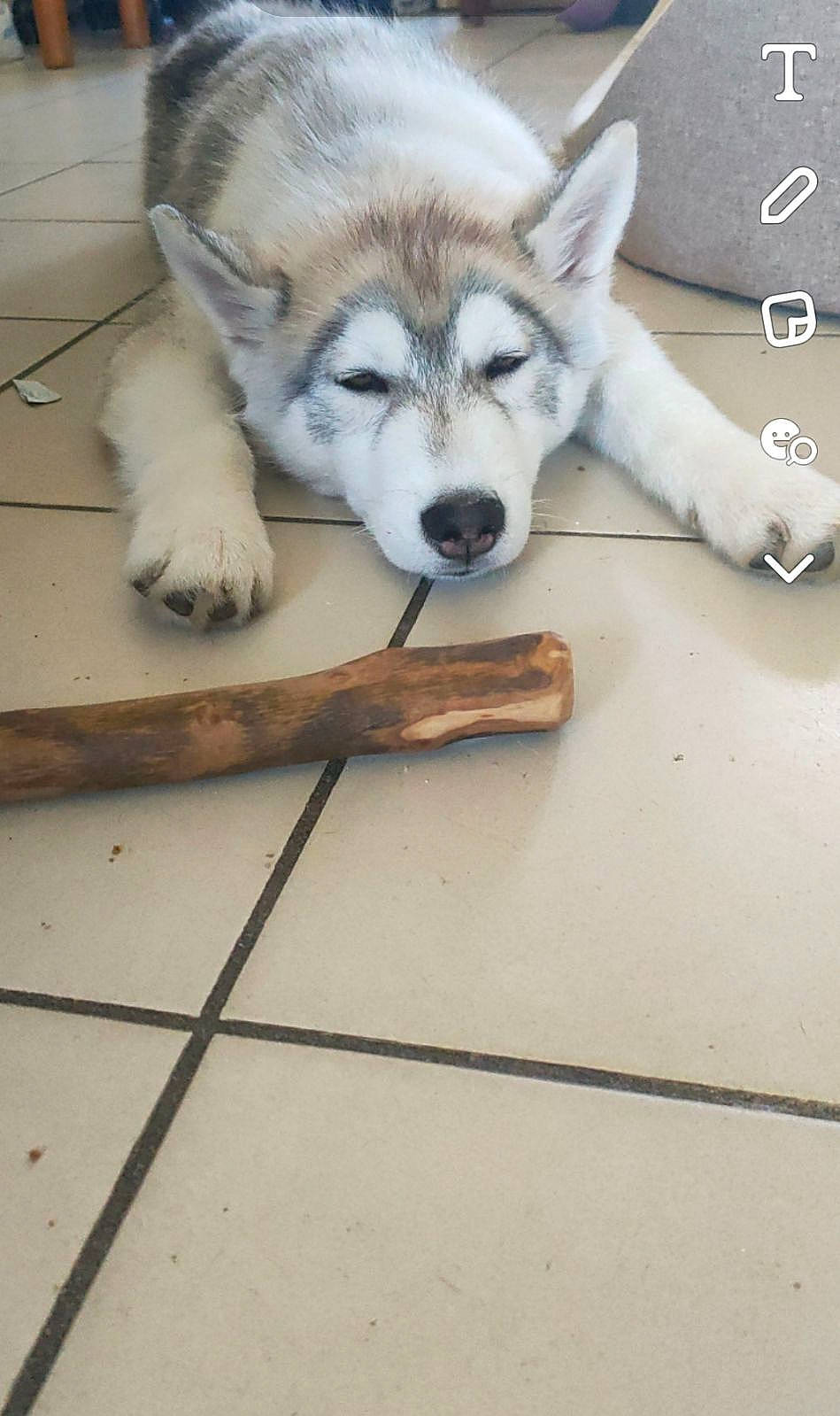 Hadès a rejoint le concours — aidez-le/la à gagner de superbes lots ! canidae, canis, carnivore, companion_dog, dog, dog_breed, fawn, floor, flooring, fur, hardwood, jaw, sled_dog, snout, sporting_group, tail, terrestrial_animal, wolf, wood, working_animal