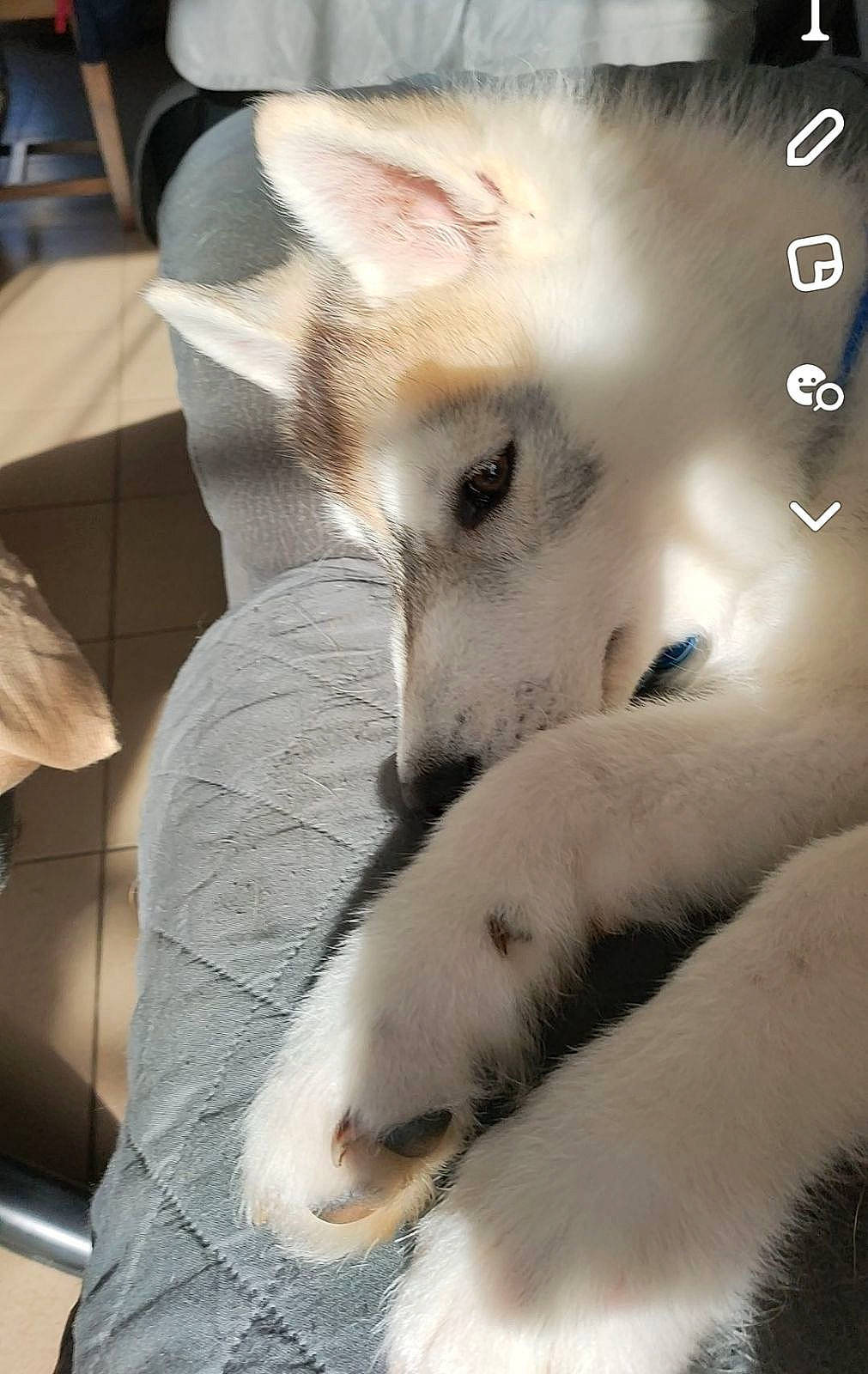 Hadès participe au concours pour gagner de l'argent avec cette photo : american_eskimo_dog, ancient_dog_breeds, canidae, canis, carnivore, companion_dog, dog, dog_breed, eyelash, fawn, felidae, fur, non_sporting_group, paw, sporting_group, terrestrial_animal, whiskers, wolf