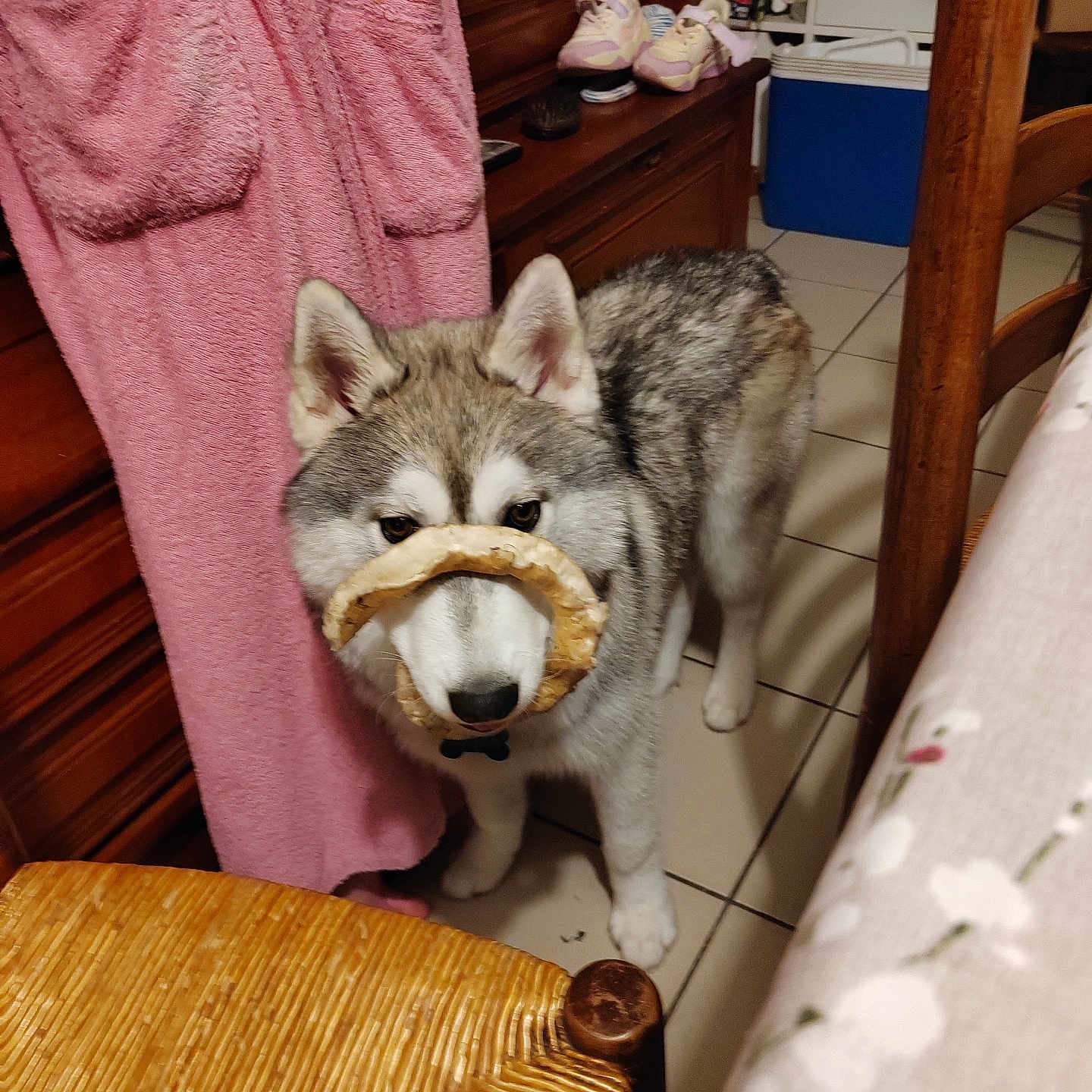 Hadès a rejoint le concours — aidez-le/la à gagner de superbes lots ! animal, architecture, box, canine, clothing, couch, dog, eskimodog, footwear, furniture, hardwood, husky, indoors, interiordesign, pet, plywood, puppy, shelf, shoe, wood