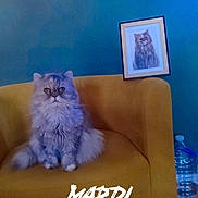 Chanel a rejoint le concours — aidez-le/la à gagner de superbes lots ! cat, furniture, chair, pet, portrait, framed_photo, indoor, water_bottle, floor, mustard_yellow, teal_wall, fluffy_cat, sitting, domestic_animal, cozy, home_interior, animal_portrait, cute, pet_photo, decor