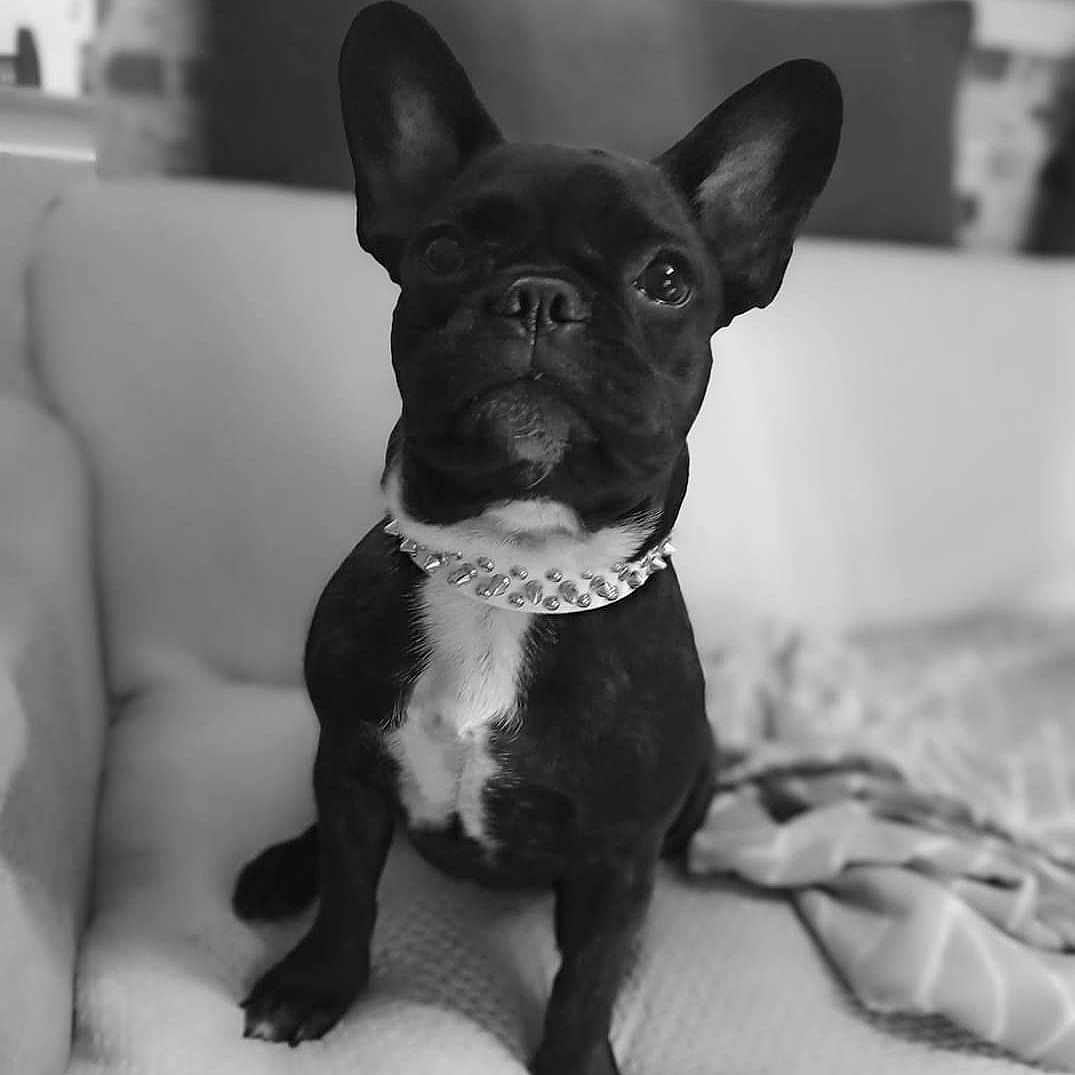 Abby