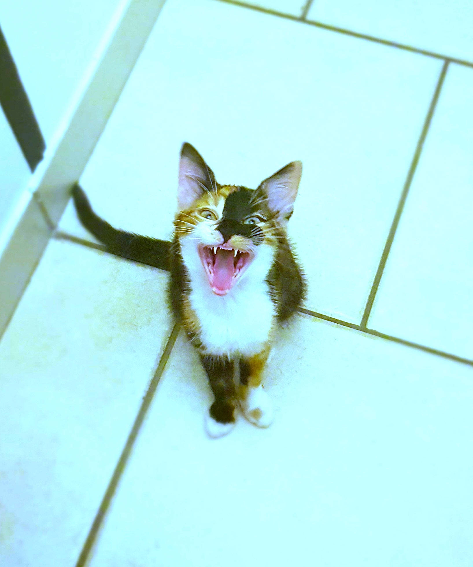 Lolly a rejoint le concours — aidez-le/la à gagner de superbes lots ! aegean_cat, carnivore, cat, domestic_short_haired_cat, felidae, kitten, mammal, small_to_medium_sized_cats, vertebrate, whiskers