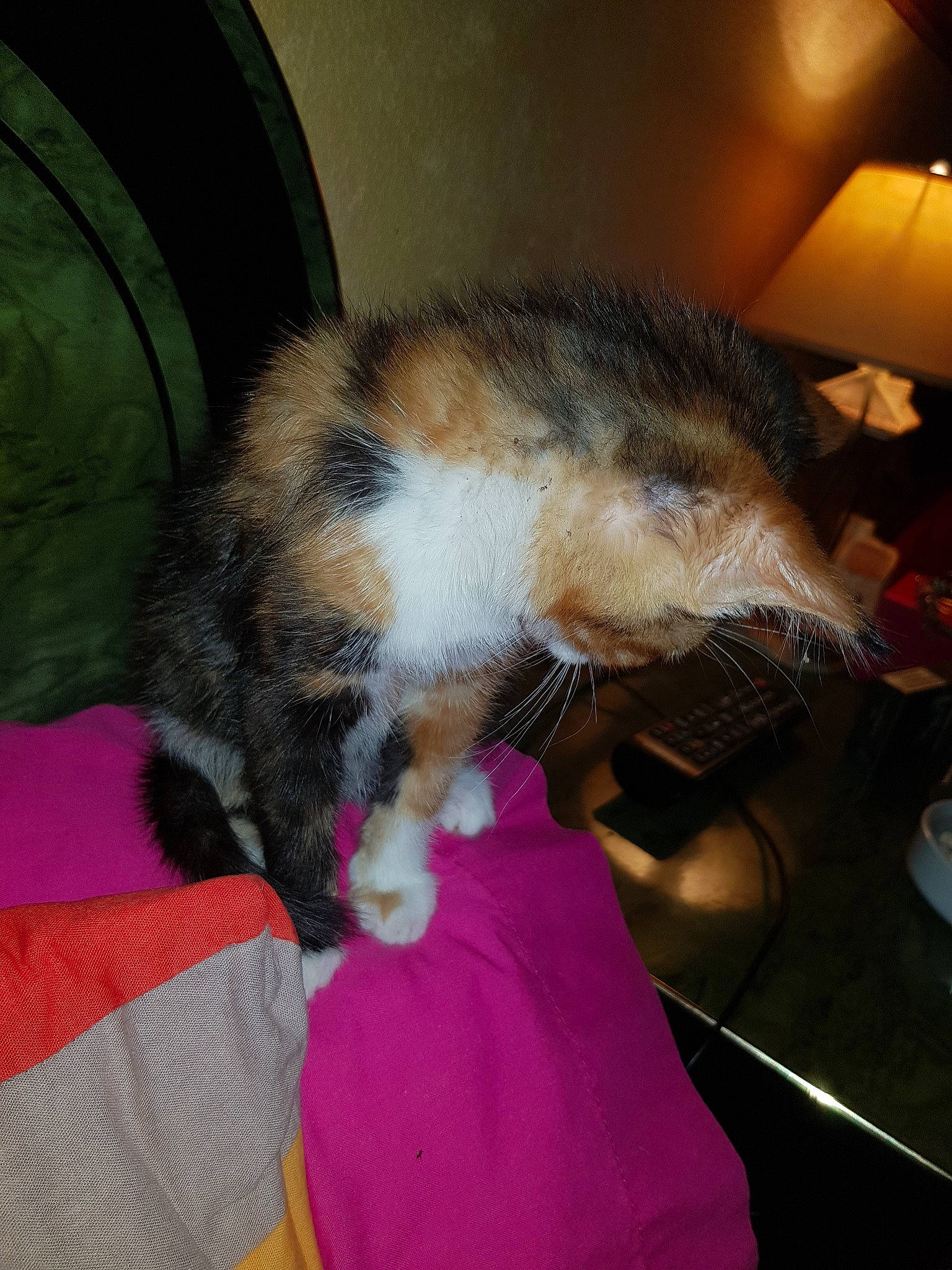 Lolly a rejoint le concours — aidez-le/la à gagner de superbes lots ! carnivore, cat, felidae, fur, kitten, small_to_medium_sized_cats, tail, whiskers