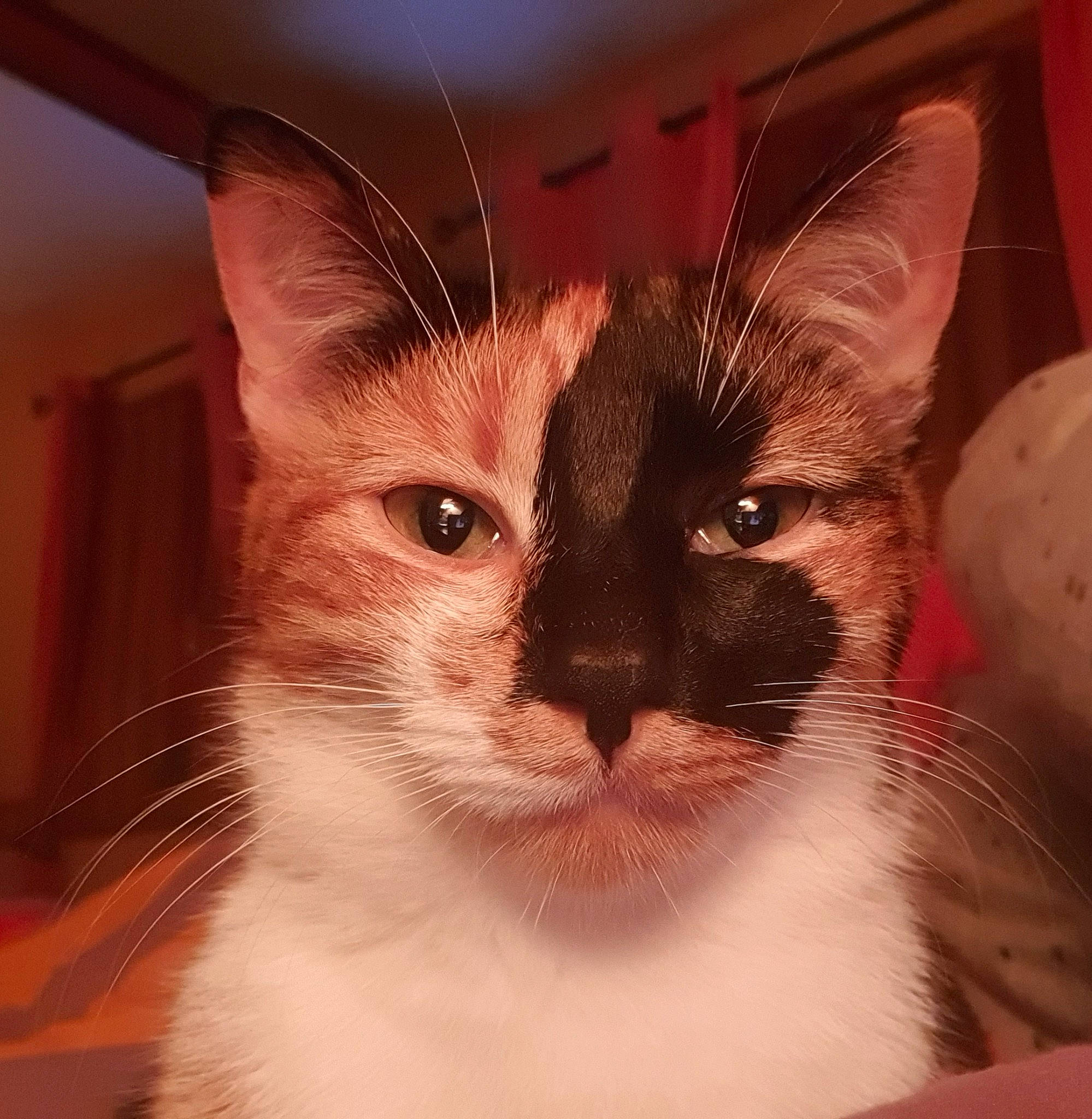 Lolly participe au concours pour gagner de l'argent avec cette photo : asian, balinese, birman, carnivore, cat, ear, eye, felidae, fur, javanese, kitten, mammal, ojos_azules, ragdoll, siamese, small_to_medium_sized_cats, snapshot, snout, tonkinese, whiskers