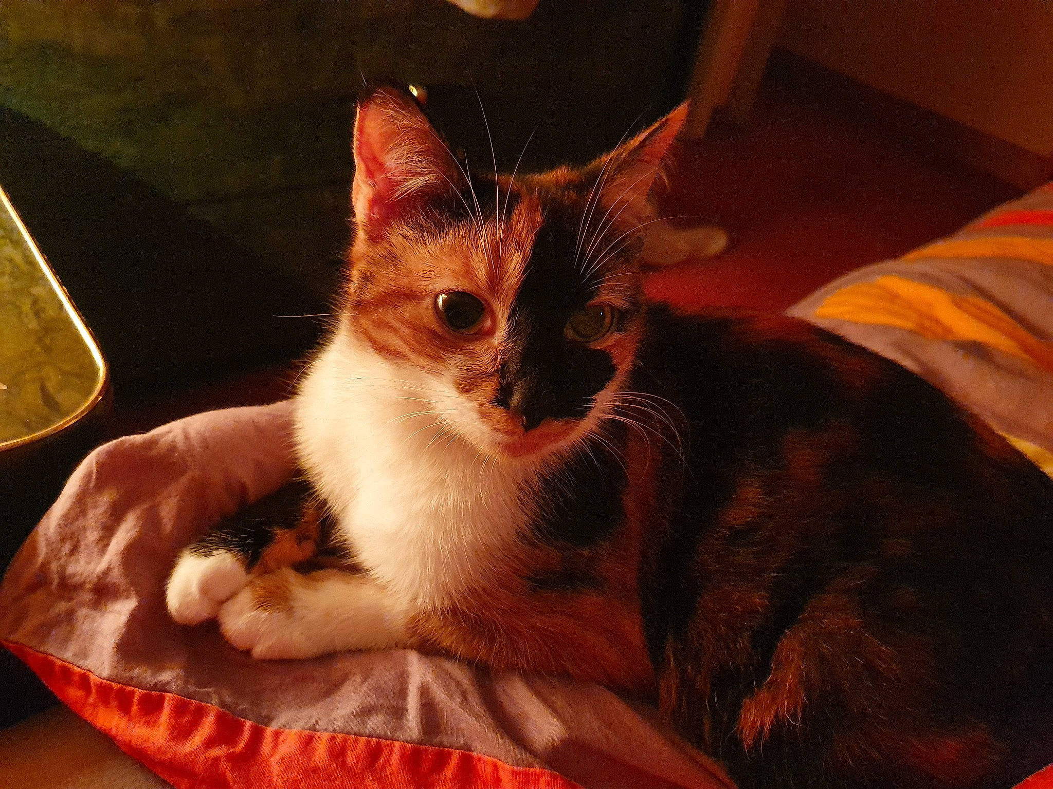 Lolly a rejoint le concours — aidez-le/la à gagner de superbes lots ! asian, carnivore, cat, domestic_short_haired_cat, ear, european_shorthair, fawn, felidae, fur, german_rex, kitten, mammal, paw, small_to_medium_sized_cats, tabby_cat, whiskers