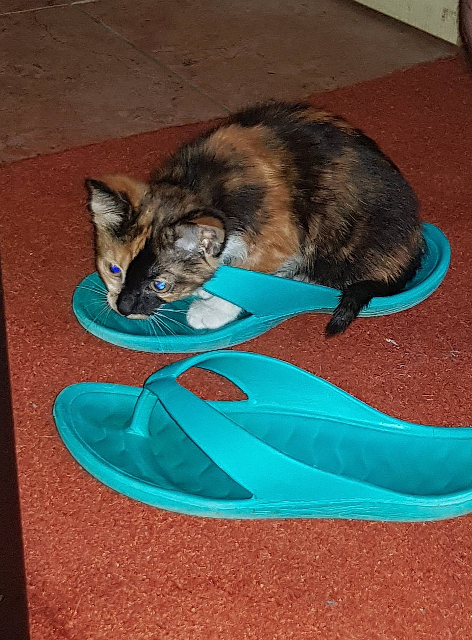 Lolly participe au concours pour gagner de l'argent avec cette photo : carnivore, cat, cat_supply, domestic_short_haired_cat, felidae, floor, kitten, mammal, small_to_medium_sized_cats, tail, turquoise, whiskers