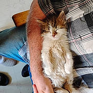 Little Miss is registered to the contest to win money with this photo: arm, cat, comfort, cozy, cute, domestic, fur, furry, hand, home, indoor, jeans, kitten, person, pet, plaid_shirt, relaxation, resting, sleeping, small_animal