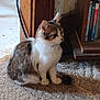 animal, books, bookshelf, carpet, cat, curious, domestic_cat, dvd, ears, floor, fur, household, indoor, pet, side_view, tabby_cat, tail, whiskers, white_fur, wooden_furniture