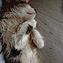 animal, cat, closeup, cozy, cute, feline, fluffy, fur, indoor, lying_down, muzzle, nap, paw, pet, relaxed, resting, sleeping, soft, tabby, whiskers