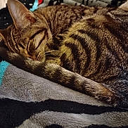 May May joined the competition — help win amazing prizes! animal, blanket, cat, cozy, curled_up, cute, domestic_cat, ears, feline, fur, indoor, pet, relaxed, resting, sleeping, soft, striped, tabby, tail, whiskers