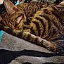 animal, blanket, cat, cozy, curled_up, cute, domestic_cat, ears, feline, fur, indoor, pet, relaxed, resting, sleeping, soft, striped, tabby, tail, whiskers