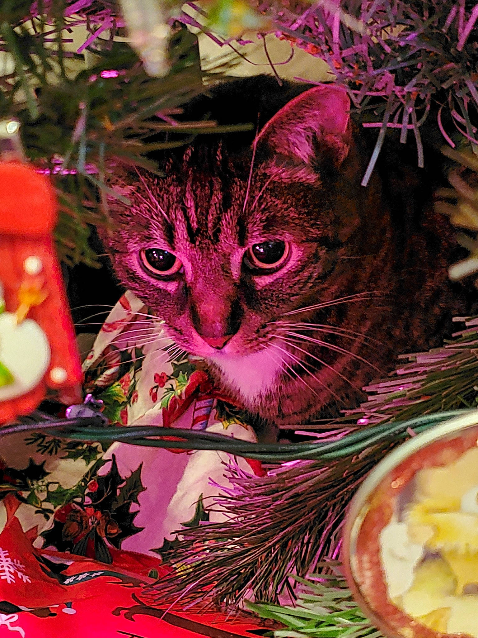 Mr. Mittens is registered to the contest to win money with this photo: american_shorthair, asian, carnivore, cat, christmas, christmas_ornament, domestic_short_haired_cat, european_shorthair, felidae, fur, interior_design, kitten, magenta, pink, plant, small_to_medium_sized_cats, still_life, tabby_cat, tree, whiskers
