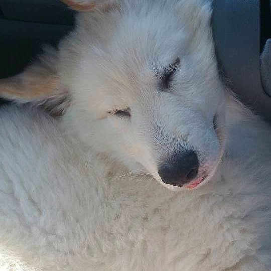 Luka