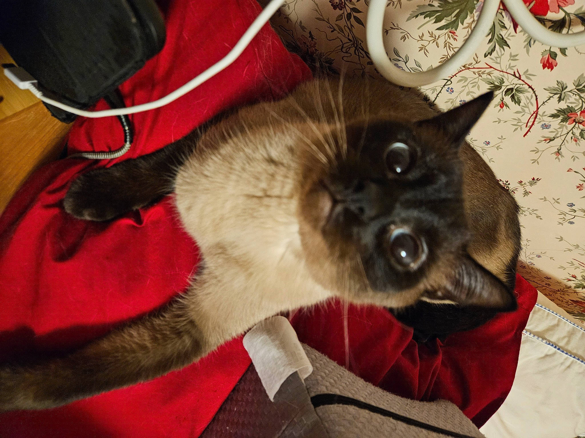 Smoke joined the competition — help win amazing prizes! balinese, canidae, carnivore, cat, collar, comfort, companion_dog, dog_breed, dog_supply, fawn, felidae, fur, paw, siamese, small_to_medium_sized_cats, sporting_group, tail, thai, whiskers, working_animal