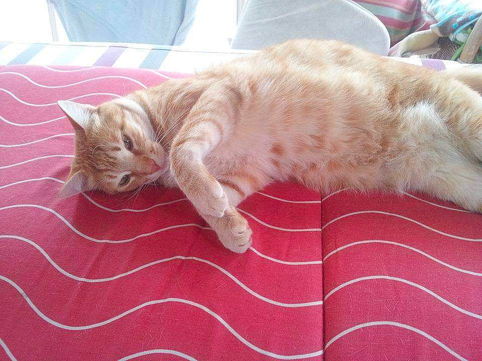 Galinette participe au concours pour gagner de l'argent avec cette photo : carnivore, carpet, cat, claw, comfort, curtain, domestic_short_haired_cat, fawn, felidae, flooring, fur, hardwood, linens, nap, pattern, paw, small_to_medium_sized_cats, tail, whiskers, wood