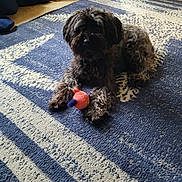 Raven is registered to the contest to win money with this photo: dog, toy, carpet, indoor, pet, black_dog, curly_fur, floor, animal, playing, cozy, paw, home, furniture, wood, relaxing, cute, companion, domestic, carpet_pattern