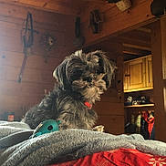 Plumeplumeau participe au concours pour gagner de l'argent avec cette photo : animal, bed, blanket, cabin, cozy, decor, dog, fur, furniture, indoor, natural_light, pet, plush, red_collar, relaxed, resting, small_dog, toy, wooden_ceiling, wooden_wall