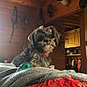 animal, bed, blanket, cabin, cozy, decor, dog, fur, furniture, indoor, natural_light, pet, plush, red_collar, relaxed, resting, small_dog, toy, wooden_ceiling, wooden_wall