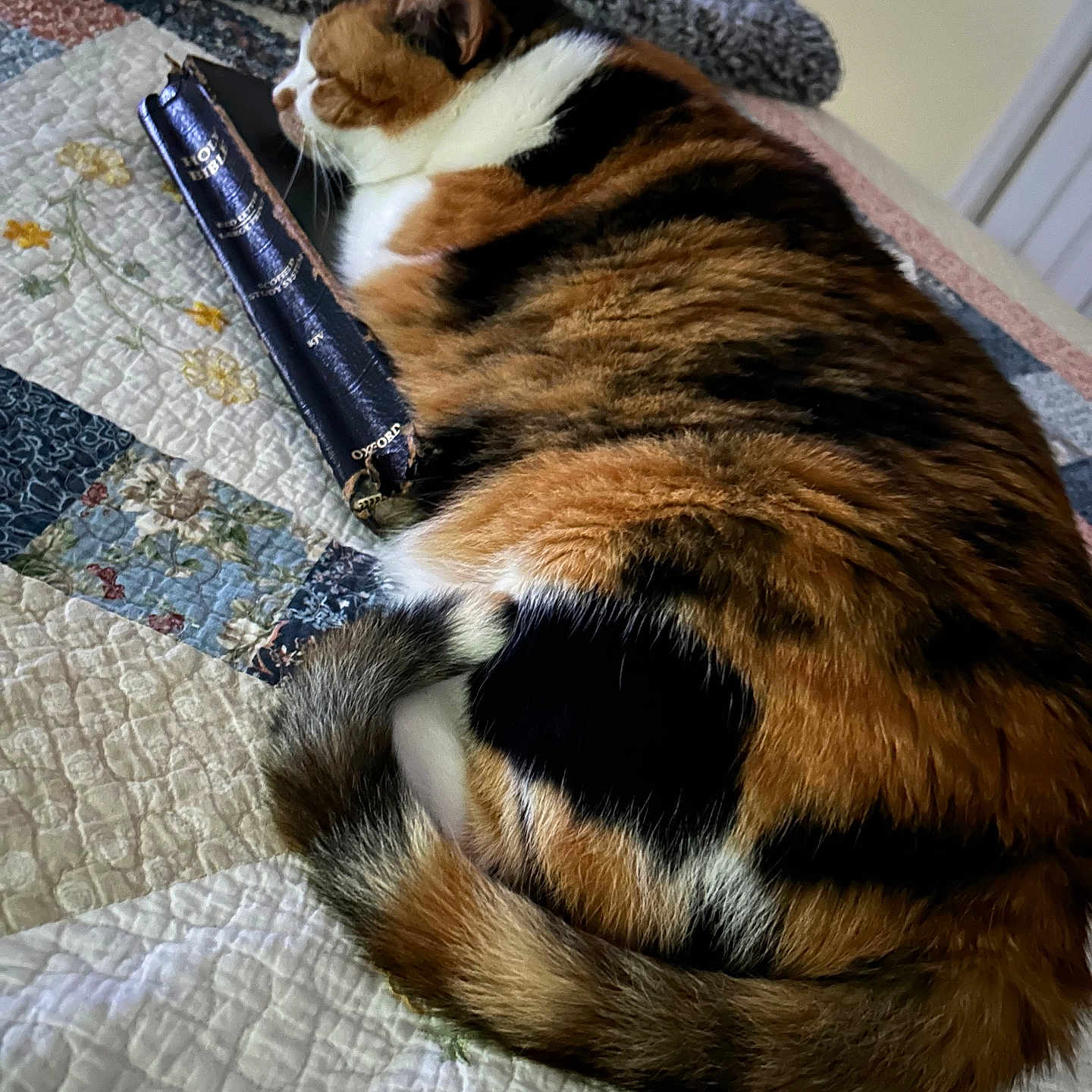 Cali joined the competition — help win amazing prizes! animal, bed, book, calico_cat, cat, closeup, comfort, cozy, fluffy, fur, holy_bible, home, indoor, patchwork, peaceful, pet, quilt, resting, sleeping, tail