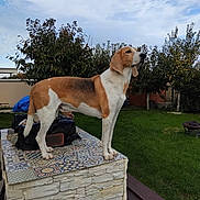 Gao a rejoint le concours — aidez-le/la à gagner de superbes lots ! dog, outdoor, garden, grass, tree, sky, platform, tile, pet, animal, nature, canine, standing, fence, daytime, backyard, brown, white, spot, leisure