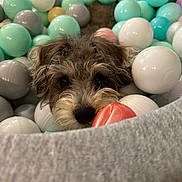 Charley joined the competition — help win amazing prizes! dog, ball_pit, plastic_balls, curious, pet, cute, playful, colorful, indoor, closeup, fur, nose, eyes, pastel_colors, toys, fun, animal, companion, pet_play, relaxed