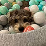 dog, ball_pit, plastic_balls, curious, pet, cute, playful, colorful, indoor, closeup, fur, nose, eyes, pastel_colors, toys, fun, animal, companion, pet_play, relaxed