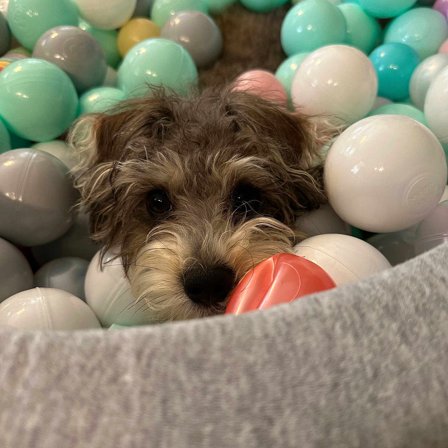Charley