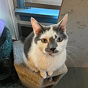 Rudi is registered to the contest to win money with this photo: animal, black_and_white, cat, cat_tree, close_up, cozy, curious, domestic_cat, ears, feline, floor, fur, home, house, indoor, looking_up, pet, sitting, whiskers, window