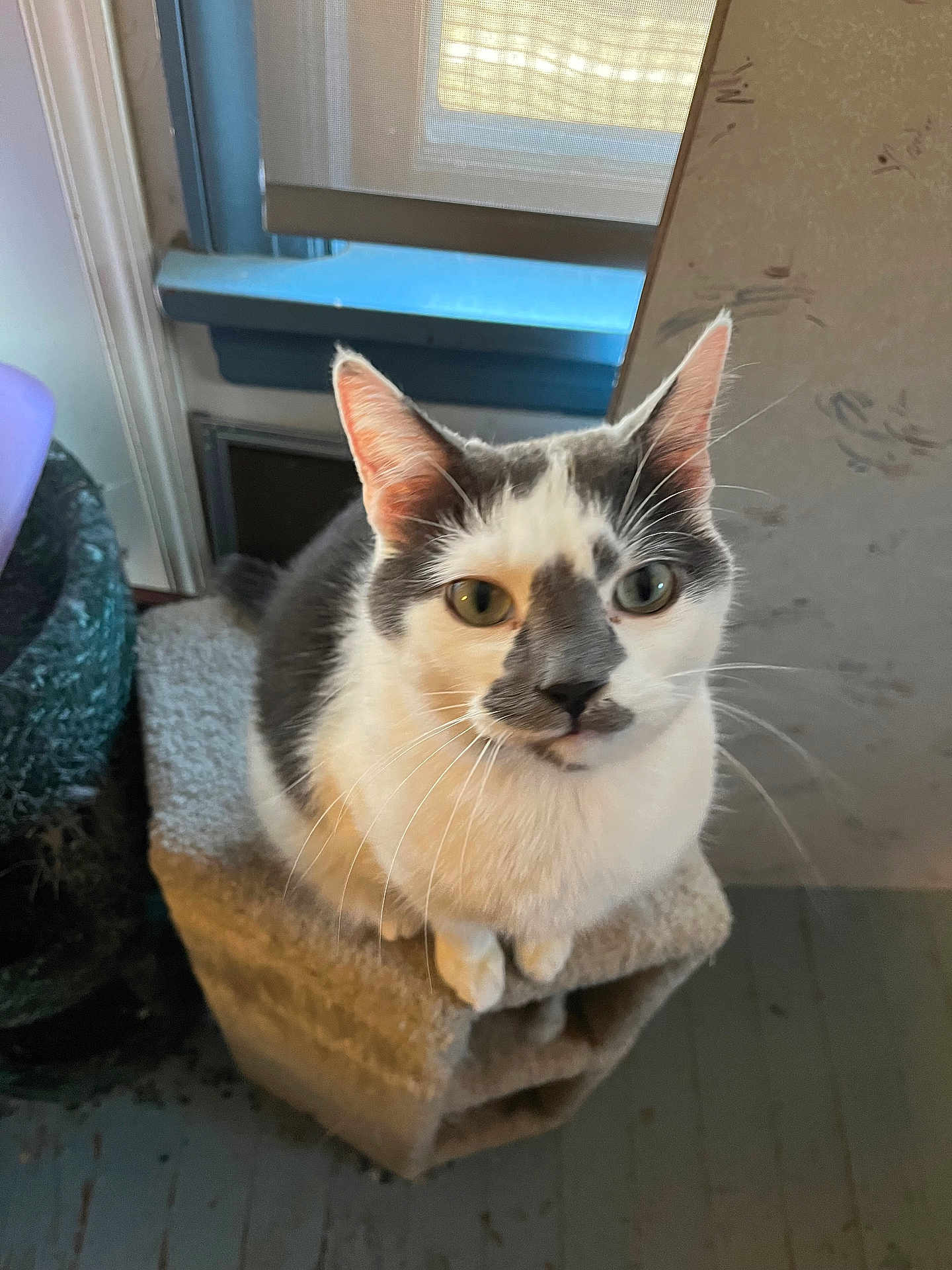 Rudi is registered to the contest to win money with this photo: animal, black_and_white, cat, cat_tree, close_up, cozy, curious, domestic_cat, ears, feline, floor, fur, home, house, indoor, looking_up, pet, sitting, whiskers, window