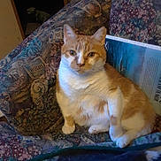 Gabe joined the competition — help win amazing prizes! cat, orange_cat, white_cat, couch, patterned_fabric, indoor, pet, feline, relaxed, sitting, household, book, furniture, cozy, domestic, fur, animal, resting, cute, companion