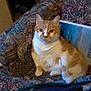 animal, book, cat, companion, couch, cozy, cute, domestic, feline, fur, furniture, household, indoor, orange_cat, patterned_fabric, pet, relaxed, resting, sitting, white_cat