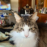 Miss Kitty joined the competition — help win amazing prizes! animal, bed, blanket, cat, close_up, cozy, domestic_animal, ears, feline, fur, indoor, living_room, long_hair, pet, portrait, relaxed, whiskers, white_chest, wooden_furniture, yellow_eyes