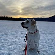 Jeremiah is registered to the contest to win money with this photo: dog, white_dog, snow, snowy_landscape, winter, outdoors, lake, mountains, sunset, cloudy_sky, nature, sitting, leash, collar, red_leash, profile_view, animal, portrait, scenic, cold_weather