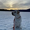 dog, white_dog, snow, snowy_landscape, winter, outdoors, lake, mountains, sunset, cloudy_sky, nature, sitting, leash, collar, red_leash, profile_view, animal, portrait, scenic, cold_weather