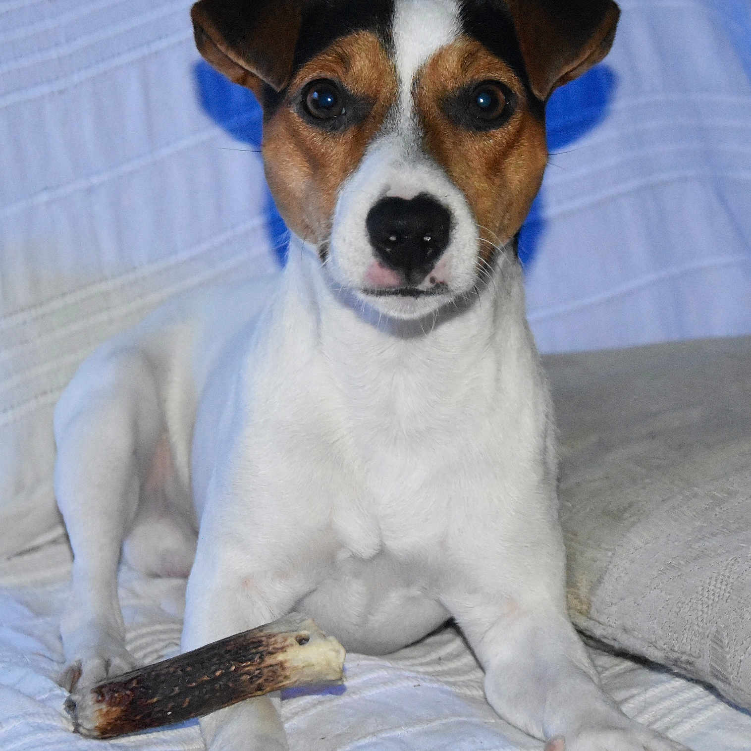 Tungstène a rejoint le concours — aidez-le/la à gagner de superbes lots ! accessories, animal, beagle, blanket, boxer, bulldog, canine, chihuahua, couch, dog, furniture, hound, labradorretriever, leash, pet, pointer, puppy, snout, strap, terrier