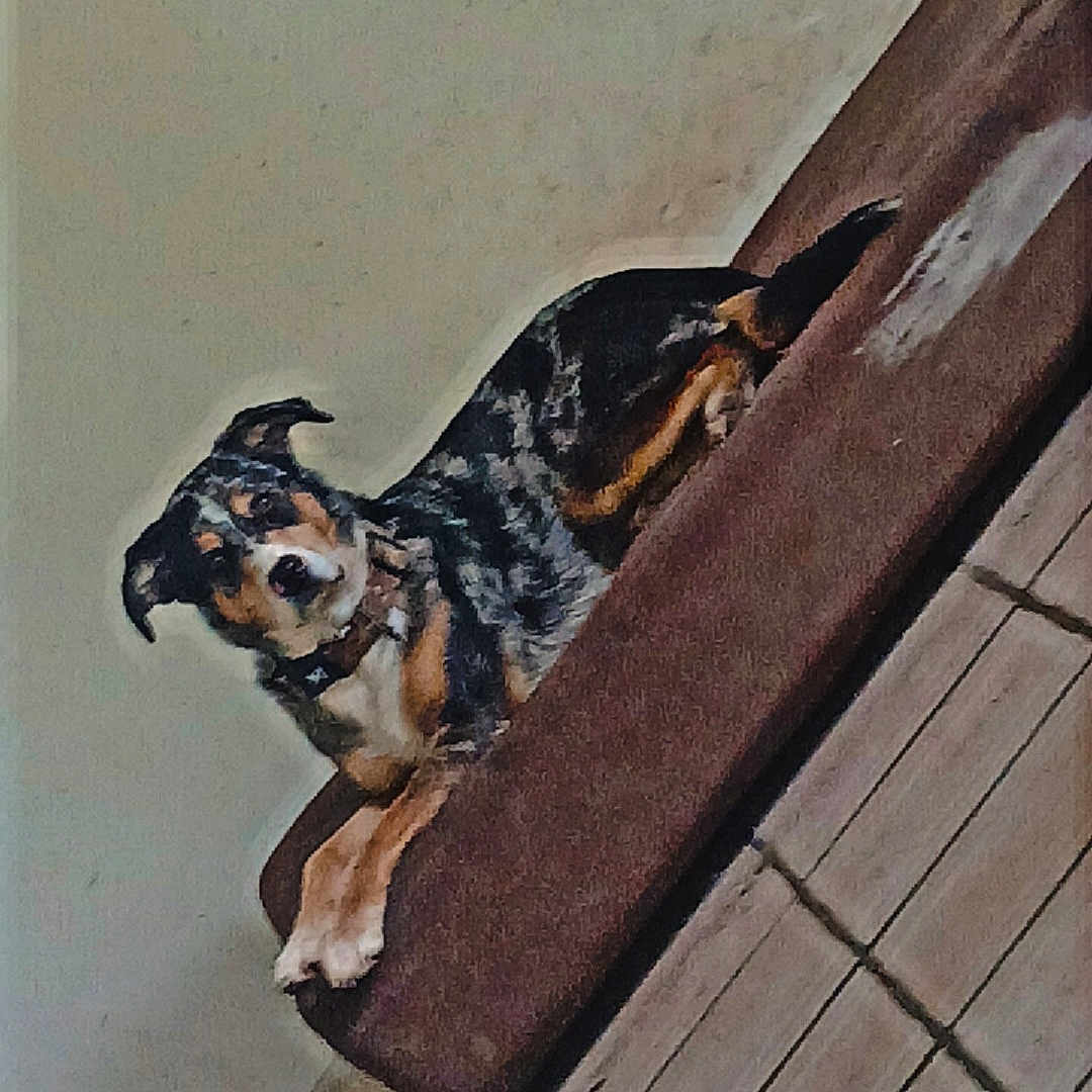 Sultan a rejoint le concours — aidez-le/la à gagner de superbes lots ! dog, indoor, cushion, tile_floor, wall, resting, pet, brown, black, white, fur, collar, relaxed, animal, floor, household, looking, domestic, companion, cute