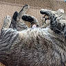 Pop Tart is registered to the contest to win money with this photo: cat, tabby, sleeping, paws, mat, brown, fur, whiskers, indoor, pet, animal, cozy, relaxed, scratcher, green, beige, cute, resting, playful, closeup