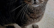 Pop Tart joined the competition — help win amazing prizes! cat, tabby, green_eyes, whiskers, curious, pet, animal, outdoor, concrete, brick, feline, closeup, portrait, mammal, domestic_animal, cute, looking_up, fur, ears, face
