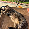 Pop Tart joined the competition — help win amazing prizes! cat, tabby, sleeping, outdoor, lounge_chair, sunlight, backyard, grass, trash_bin, rocking_chair, relaxation, pet, feline, animal, resting, daylight, home, porch, texture, nature