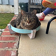 Pop Tart joined the competition — help win amazing prizes! cat, tabby_cat, cardboard_bed, porch, brick, concrete, person, legs, running_shoes, blue_leggings, outdoor, pet, animal, relaxing, sitting, green_eyes, feline, house, trash_can, stairs
